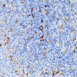 Invitrogen MMP25 Polyclonal Antibody 100 &mu;L; Unconjugated:Antibodies,