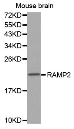 Invitrogen RAMP2 Polyclonal Antibody 100 &mu;L; Unconjugated:Antibodies,