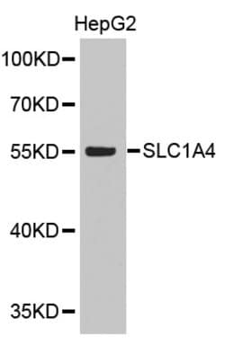 Invitrogen SLC1A4 Polyclonal Antibody 100 &mu;L; Unconjugated:Antibodies,