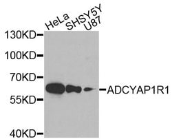 PACAP Receptor Polyclonal Antibody:Antibodies, Polyclonal