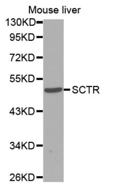 Invitrogen SCTR Polyclonal Antibody 100 &mu;L; Unconjugated:Antibodies,