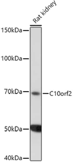 Invitrogen PEO1 Polyclonal Antibody 100 &mu;L | Buy Online | Invitrogen&trade; | Fisher Scientific
