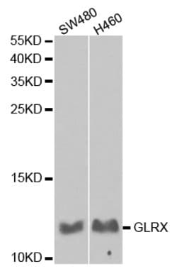 Invitrogen GLRX Polyclonal Antibody 100 &mu;L; Unconjugated:Antibodies,