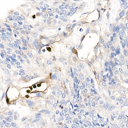 Invitrogen S100A12 Polyclonal Antibody 100 &mu;L; Unconjugated:Antibodies,