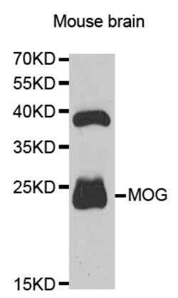 Invitrogen MOG Polyclonal Antibody 100 &mu;L | Buy Online | Invitrogen&trade; | Fisher Scientific