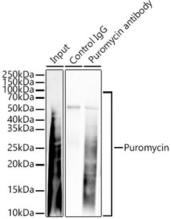 Invitrogen Diazepam Binding Inhibitor Polyclonal Antibody 100 &mu;L; Unconjugated:Antibodies,