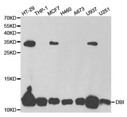 Invitrogen Diazepam Binding Inhibitor Polyclonal Antibody 100 &mu;L; Unconjugated:Antibodies,