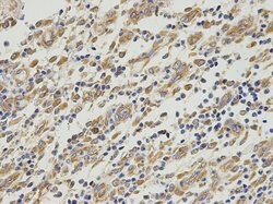 Invitrogen EBP1 Polyclonal Antibody 100 &mu;L; Unconjugated:Antibodies,