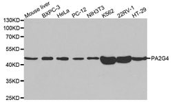 Invitrogen EBP1 Polyclonal Antibody 100 &mu;L; Unconjugated:Antibodies,