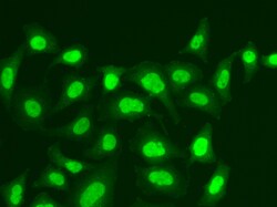 Invitrogen MPG Polyclonal Antibody 100 &mu;L; Unconjugated:Antibodies,