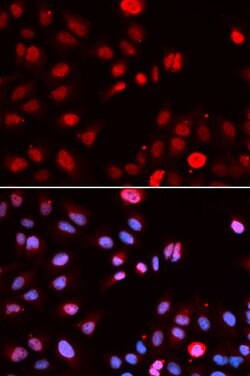 Invitrogen MPG Polyclonal Antibody 100 &mu;L; Unconjugated:Antibodies,