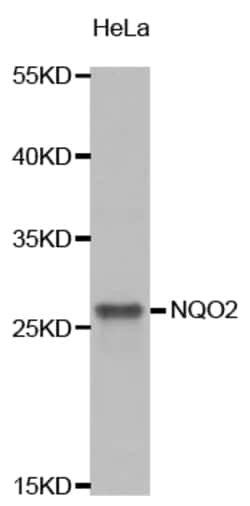 Invitrogen NQO2 Polyclonal Antibody 100 &mu;L; Unconjugated:Antibodies,