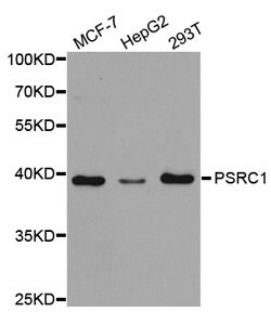 Invitrogen PSRC1 Polyclonal Antibody 100 &mu;L; Unconjugated:Antibodies,