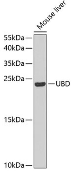 Invitrogen UBD Polyclonal Antibody 100 &mu;L; Unconjugated:Antibodies,