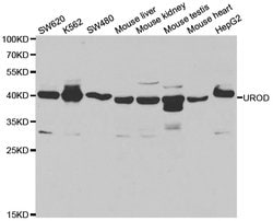 Invitrogen UROD Polyclonal Antibody 100 &mu;L; Unconjugated:Antibodies,
