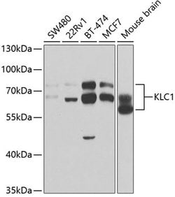 Invitrogen KLC1 Polyclonal Antibody 100 &mu;L; Unconjugated:Antibodies,