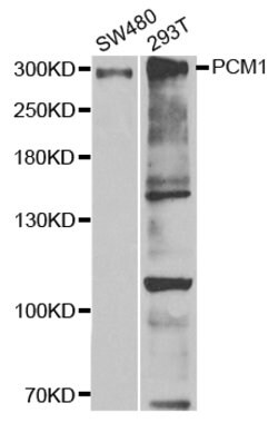 PCM1 Polyclonal Antibody:Antibodies, Polyclonal