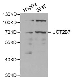 Invitrogen UGT2B7 Polyclonal Antibody 100 &mu;L; Unconjugated:Antibodies,
