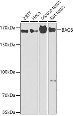 Invitrogen BAG6 Polyclonal Antibody 100 &mu;L; Unconjugated:Antibodies,