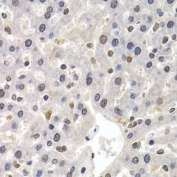 Invitrogen GTF2F1 Polyclonal Antibody 100 &mu;L; Unconjugated:Antibodies,