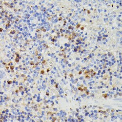 Invitrogen DUT Polyclonal Antibody 100 &mu;L; Unconjugated:Antibodies,