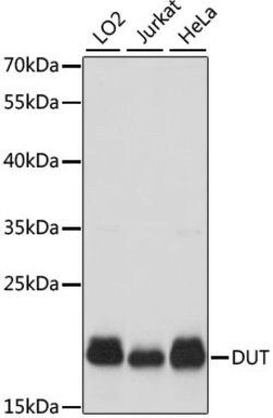 Invitrogen DUT Polyclonal Antibody 100 &mu;L; Unconjugated:Antibodies,