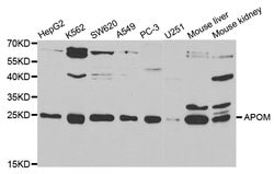 Invitrogen Apolipoprotein M Polyclonal Antibody 100 &mu;L; Unconjugated:Antibodies,
