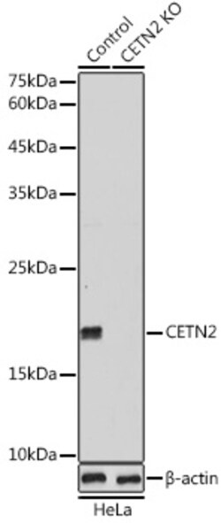 Invitrogen Centrin 2 Polyclonal Antibody 100 &mu;L; Unconjugated:Antibodies,