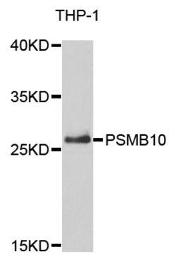 Invitrogen PSMB10 Polyclonal Antibody 100 &mu;L; Unconjugated:Antibodies,