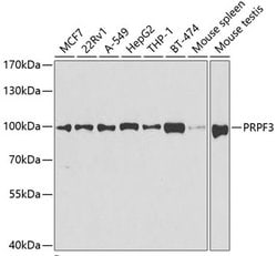 Invitrogen PRPF3 Polyclonal Antibody 100 &mu;L; Unconjugated:Antibodies,