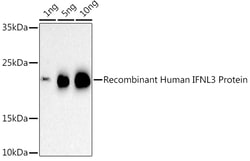 Invitrogen IL-28B Polyclonal Antibody 100 &mu;L; Unconjugated:Antibodies,
