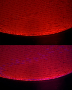 Alpha A Crystallin Polyclonal Antibody 100 &mu;L | Buy Online | Invitrogen | Fisher Scientific