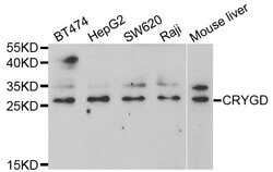 Invitrogen CRYGD Polyclonal Antibody 100 &mu;L; Unconjugated:Antibodies,