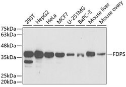 Invitrogen FDPS Polyclonal Antibody 100 &mu;L; Unconjugated:Antibodies,