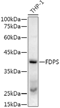 Invitrogen FDPS Polyclonal Antibody 100 &mu;L; Unconjugated:Antibodies,