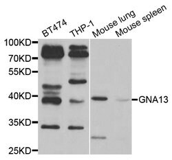 Invitrogen GNA13 Polyclonal Antibody 100 &mu;L; Unconjugated:Antibodies,