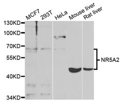 Invitrogen NR5A2 Polyclonal Antibody 100 &mu;L; Unconjugated:Antibodies,