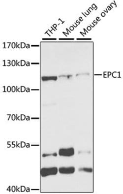 Invitrogen&trade;&nbsp;EPC1 Polyclonal Antibody
