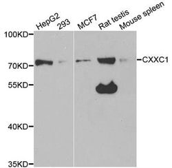 Invitrogen CGBP Polyclonal Antibody 100 &mu;L; Unconjugated:Anticuerpos