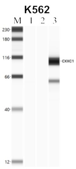 Invitrogen CGBP Polyclonal Antibody 100 &mu;L; Unconjugated:Anticuerpos