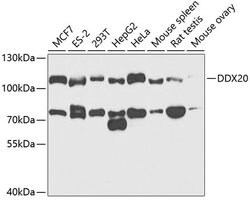 Invitrogen Gemin 3 Polyclonal Antibody 100 &mu;L; Unconjugated:Antibodies,
