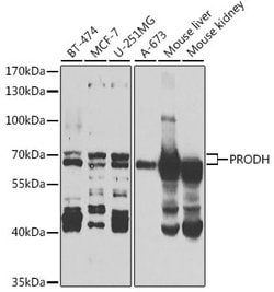 Invitrogen PRODH Polyclonal Antibody 100 &mu;L; Unconjugated:Antibodies,