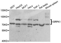 Invitrogen SRPK1 Polyclonal Antibody 100 &mu;L; Unconjugated:Antibodies,