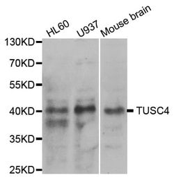 Invitrogen NPRL2 Polyclonal Antibody 100 &mu;L; Unconjugated:Antibodies,
