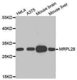 Invitrogen MRPL28 Polyclonal Antibody 100 &mu;L; Unconjugated:Antibodies,