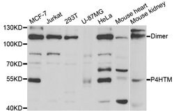 Invitrogen P4HTM Polyclonal Antibody 100 &mu;L; Unconjugated:Antibodies,