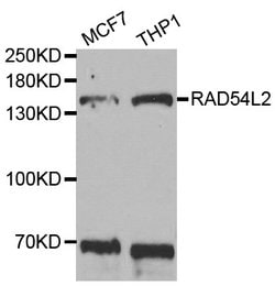 Invitrogen RAD54L2 Polyclonal Antibody 100 &mu;L; Unconjugated:Antibodies,