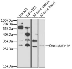 Invitrogen Oncostatin M Polyclonal Antibody 100 &mu;L; Unconjugated:Antistoffer