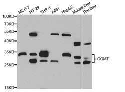 Invitrogen COMT Polyclonal Antibody 100 &mu;L; Unconjugated:Antibodies,
