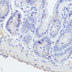 Invitrogen GIP Polyclonal Antibody 100 &mu;L; Unconjugated:Antibodies,